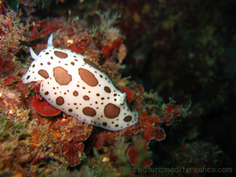 Peltodoris atromaculata